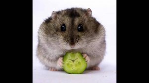 ВЫШЕЛ НОВЫЙ ПЕСНЯ КИБЕР ХОМА!!!!!