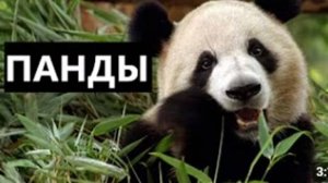 ПАНДЫ: САМЫЕ ИНТЕРЕСНЫЕ ФАКТЫ