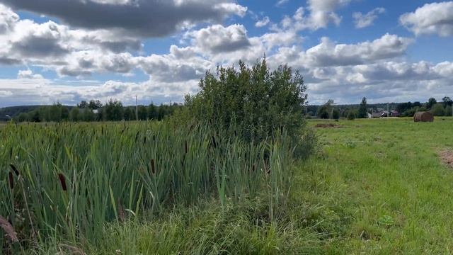 ПОЛЯ И МОНЕТЫ! смотреть онлайн