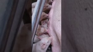 Ужасное нападение Поросята съели свиноматку ;) Работа на свиноферме в Дании