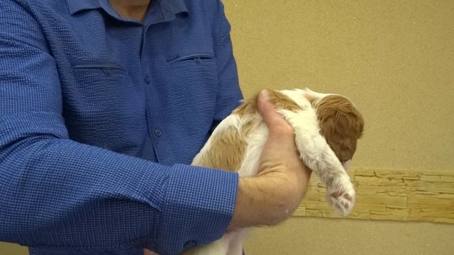 Лучия ( Лучианна)