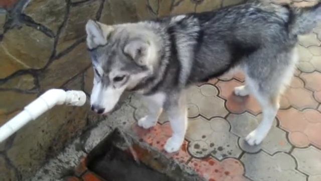 В гостях у собаки чины смотреть онлайн