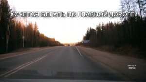 В МИРЕ ЖИВОТНЫХ - Герман