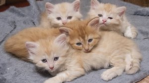 Котята