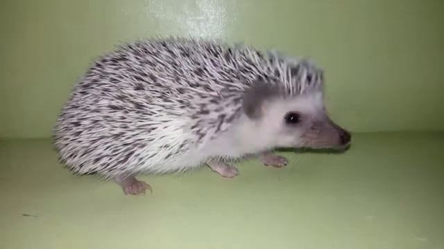 Ежик. Самец. Серый пинто, снежинка. Продается. смотреть онлайн