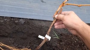 Осенняя посадка саженца винограда, без БЕШЕНЫХ ЯМ и заморочек, растёт так ещё лучше!