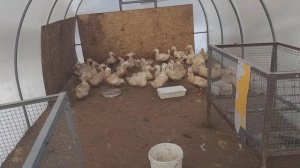 Строим курятник,чиним машину,идут морозы