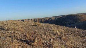 Keklik avı Охота кеклики Partridge hunting Chukar avi Шикори кабк 2022