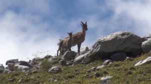 Горные козы Безенги