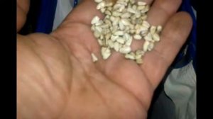 Очистка и калибровка сафлора. Аэродинамический сепаратор САД