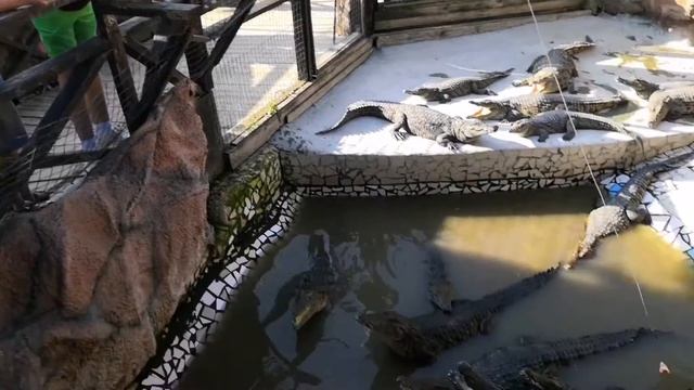Крокодиловая ферма 🐊 Кормим крокодилов!