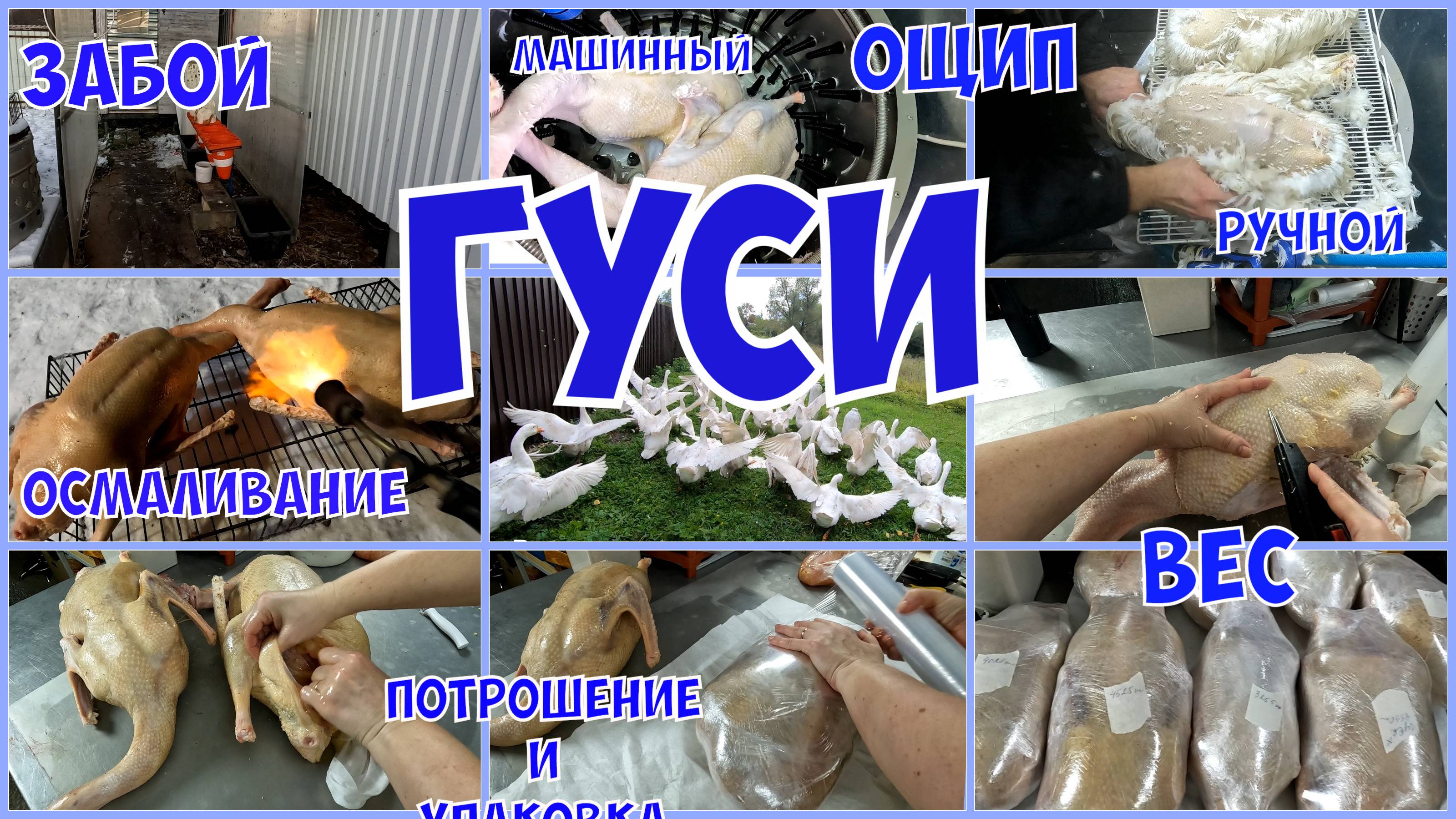 ЗАБОЙ ГУСЕЙ. Он трудный самый! ОЩИП И ПОТРОШЕНИЕ. смотреть онлайн