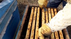 Первые весенние работы!!! Повторный облёт!!!