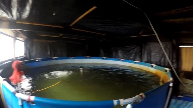 Форель Осетр Сом росте в домашніх умовах сам побачив і вам показав смотреть онлайн