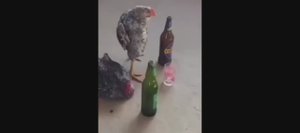 Топ 5 Куриц