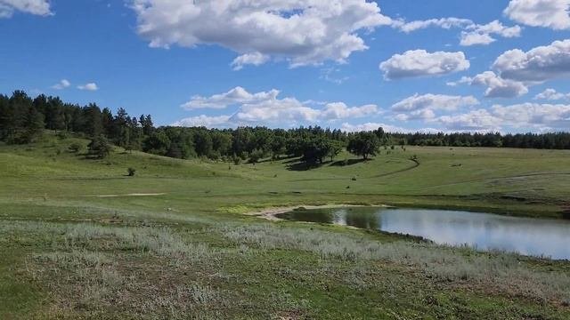 Пруд у соснового бора. Красивые места Саратовской области.