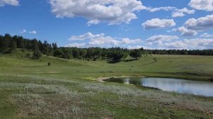 Пруд у соснового бора. Красивые места Саратовской области.