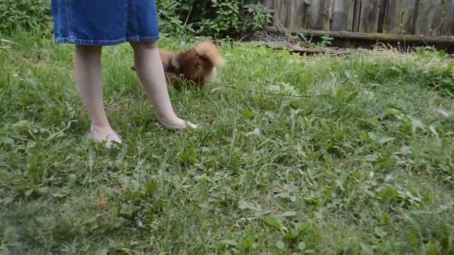 Пушинка шпице-девочка с родословной.продажа.7 мес. смотреть онлайн