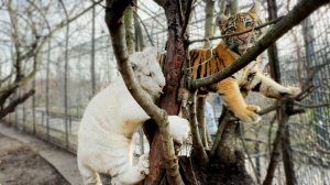 В Тайгане ТИГРЫ НА ДЕРЕВЬЯХ гнездятся! Вот такие ПОЛОСАТЫЕ СКВОРЦЫ! То ли весну ждать, то ли морозы!