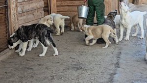 девочки и мальчики Коловрат Рязанский
WhatsApp +79106374155