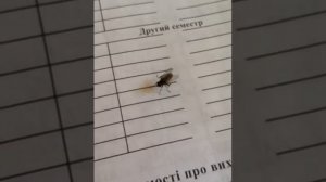 Мушка чистит крылышки