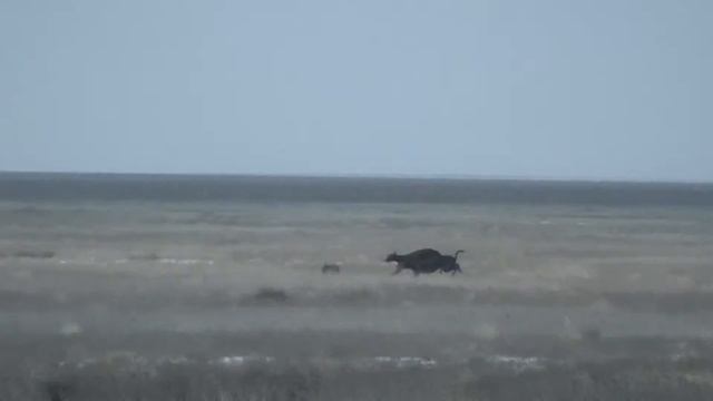 Работа собак Александра Молчанова. смотреть онлайн