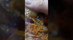 Первое приготовление в автоклаве новогаз УБ 24 ,куриные крылышки,сердечки,желудочки на пару