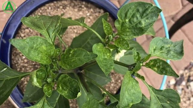 फसल में कैल्शियम की महत्व || Calcium for plants || Calcium nitrate liquid