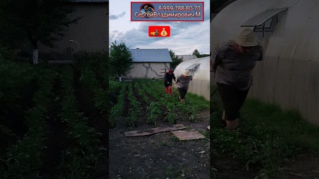 окучивание картофеля