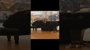 Валентина Лисица. Бетховен «К Элизе»