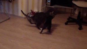 ягдтерьер знакомство с котом