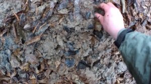 Лучшая насадка на налима на Свири. Где и как добыть вьюна.