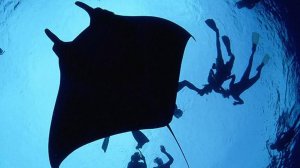 Manta Point - Maldives