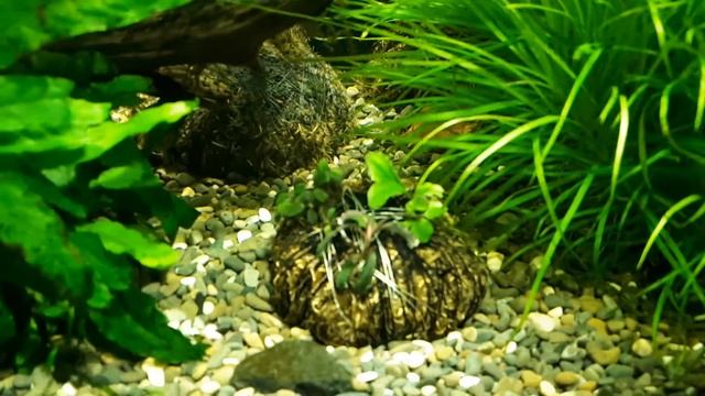 Буцефаландры смотреть онлайн