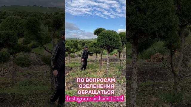 Бонсай Bonsai Шарики Ландшафт  Озеленение Участка Дома Дачи Как Ухаживать? #shortsvideo #shorts #мир