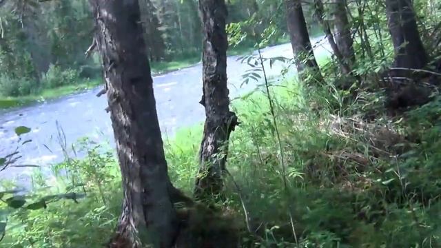10 Рыбалка в тайге Сибири Жили 7Дней Позитив Ловля Крупный Хариус Красивые пейзажи тайги 3 Автополом