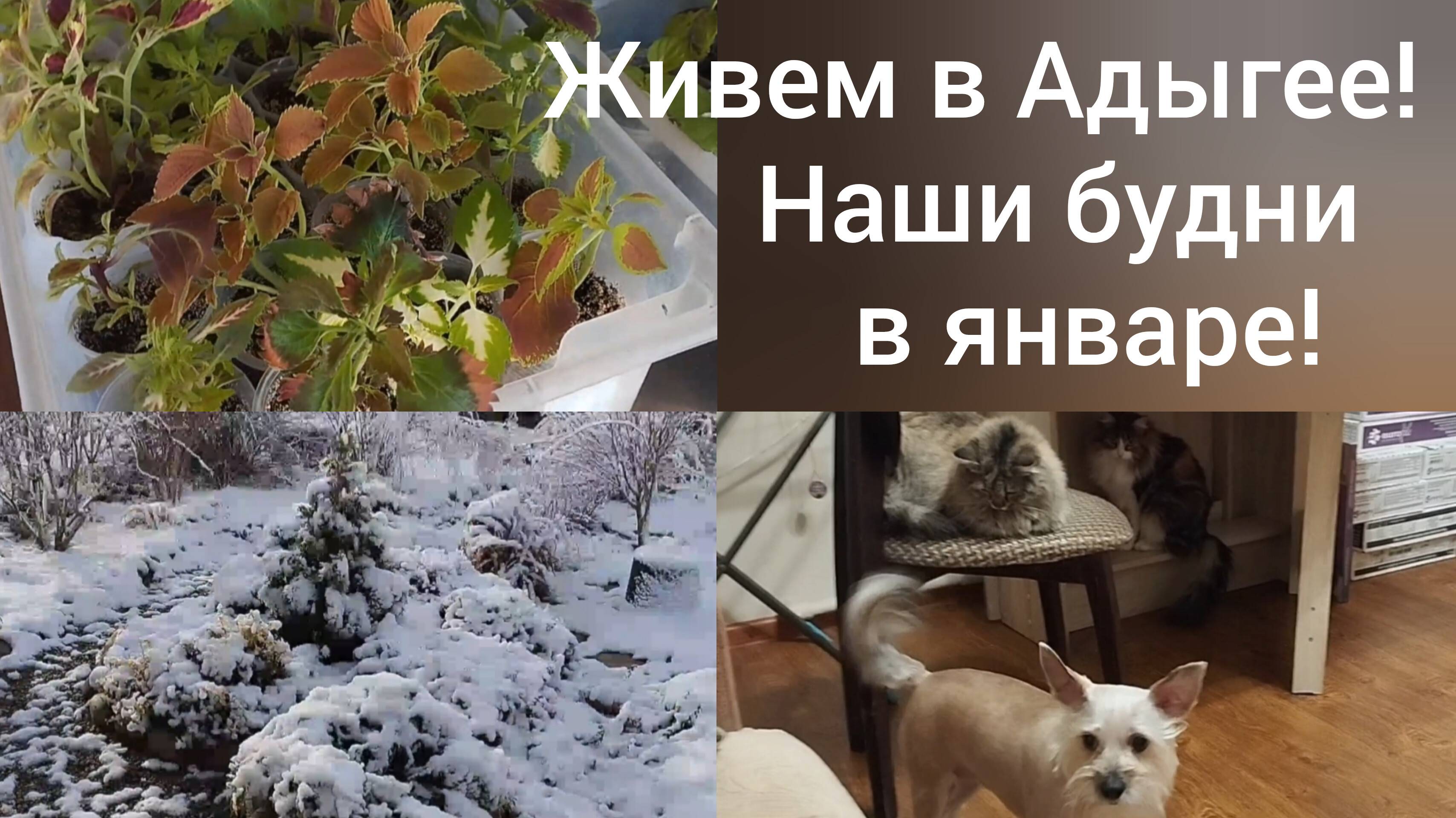 Переехали в станицу/Пересадка колеусов/Наши животные/Из Омска в Адыгею/
