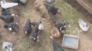 Посадка клубники,новые соседи-новые конфликты.Куда поставить ЗАБОР?