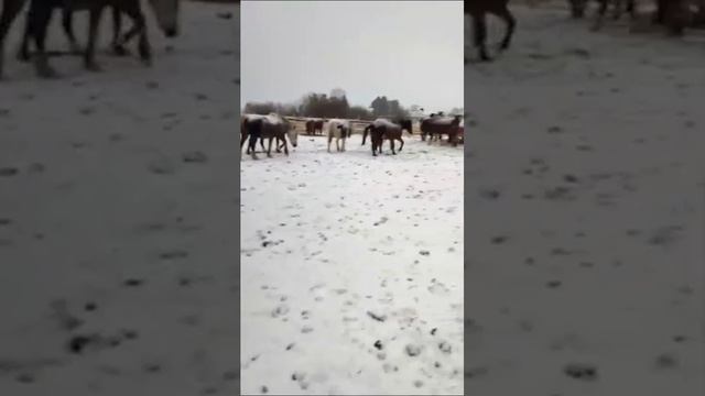 Научиться отпускать без сожалений#мудрые слова....