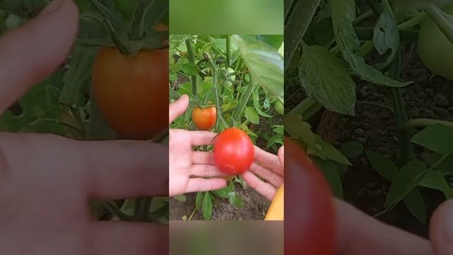 Tomatoes