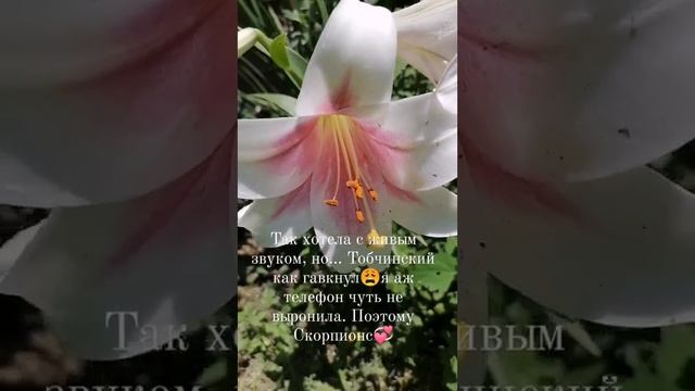 Одна из моих садовых любимиц🤎