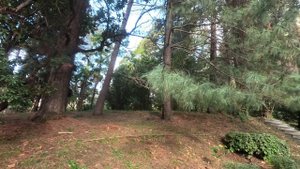 Сочи. Парк Дендрарий. Начало. Юкка. 2024.