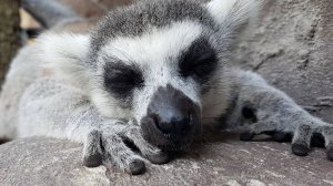 КОЛЬЦЕХВОСТЫЕ ЛЕМУРЫ ВИНПЕРЛ ФУКУОК ВЬЕТНАМ
The Ring-tailed Lemur Vinperl Phu Quoc Vietnam