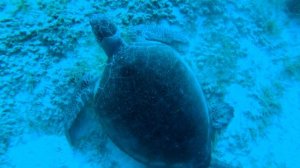 МОРСКАЯ ЧЕРЕПАХА КАРЕТА КАРЕТА ДАЙВИНГ КИПР
Caretta caretta on Cyprus