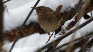 Крапивник/Troglodytes troglodytes