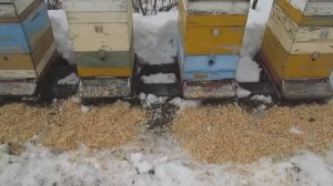 Облет пчел после зимовки