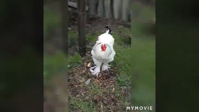 Домашний скот смотреть онлайн