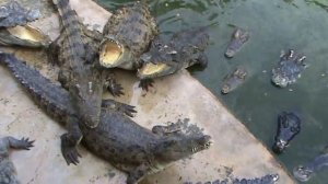 Тайланд. Кормление крокодилов.