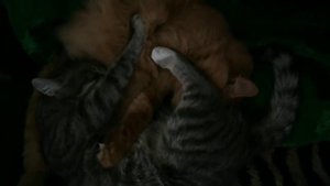 Коты нетрадиционной ориентации