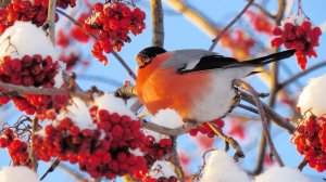 Песня  "Не проверяйте друзей и любимых". Стихи: Ларисса Майбер /Larissa Maiber/ Музыка, вокал: ИИ.
